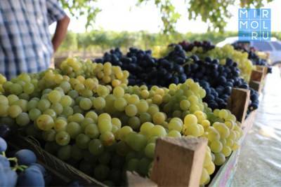 В Дагестане планируют продолжить собирать рекордный урожай винограда