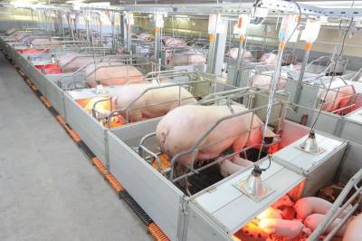Россия удвоила поставки свинины на мировой рынок