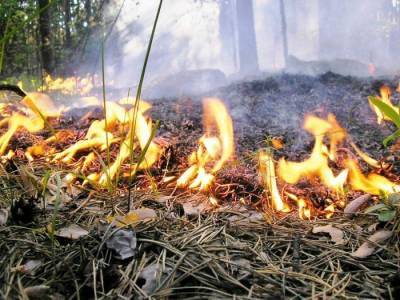 В лесах региона сохранится чрезвычайная пожарная опасность