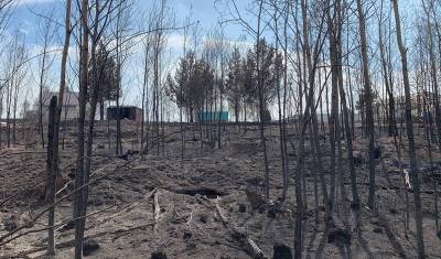 Как будут восстанавливать тюменские леса, пострадавшие от пожаров
