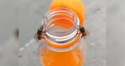 Робота в команді: неймовірне відео, в якому дві бджоли відкривають пляшку «Фанти», вразило мережу