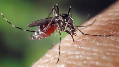 Роспотребнадзор рассказал, чем опасны комары