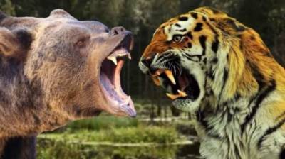 Почему медведь сильнее любого льва и тигра