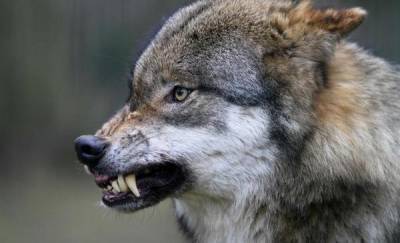 В Тюменской области на человека напал волк