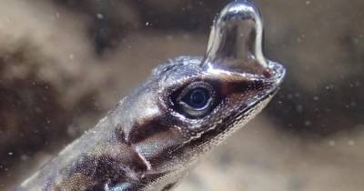Маленькие хитрости. Наземные ящерицы придумали гениальный способ, как дышать под водой, - ученые (видео)