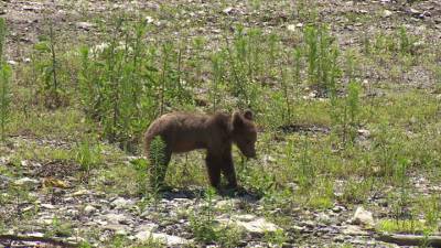 Хищники среди людей: по Красной поляне гуляют медведи