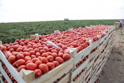 Астраханская область признана лидером по производству овощей в России