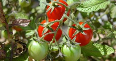Чем обработать томаты во время цветения, чтобы собрать богатый урожай