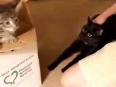 Пользователей Сети удивила реакция кота на нового члена семьи