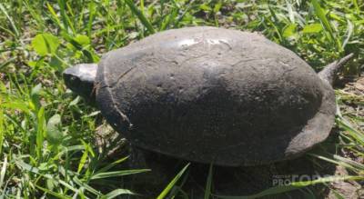 Болотных черепах официально признают и внесут в Красную книгу Чувашии: "Миф стал реальностью"