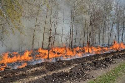 Тюменская область выделила почти ₽400 млн на тушение лесных пожаров