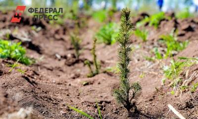 Несколько тысяч саженцев сибирской ели посадили в Красноярском крае