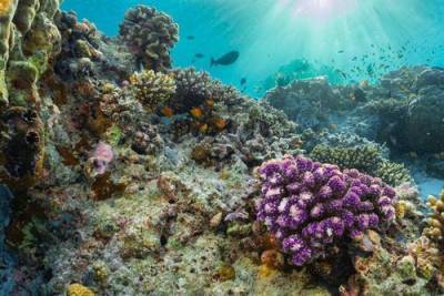 В Индонезии удалось восстановить коралловый риф