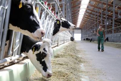 В Акмолинской области Казахстана будет запущена новая молочная ферма