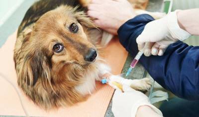 Владельцы кошек и собак смогут сделать своим питомцам прививку против COVID-19
