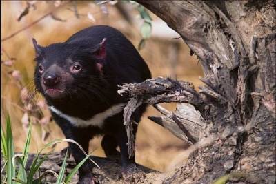 Тасманийские дьяволы принесли потомство в Австралии впервые за три тысячелетия