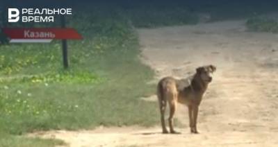 Жители Кировского района Казани жалуются на стаю бродячих собак — видео