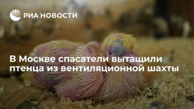 В Москве спасатели вытащили птенца из вентиляционной шахты