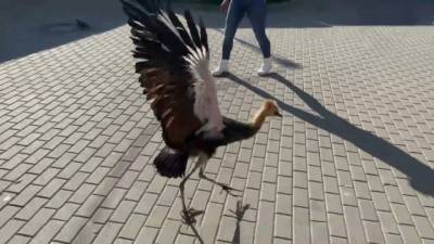 Орнитологи Московского зоопарка выкормили птенца венценосного журавля