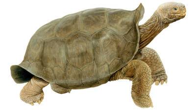На Галапагосских островах нашли черепаху, считавшуюся вымершей с 1906 года