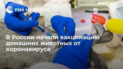 В России начали вакцинацию домашних животных от коронавируса