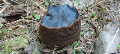 Редкие грибы и белку-летягу обнаружили в национальном парке Карелии