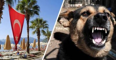 В Анталии сотрудницу турсектора загрызли бродячие собаки