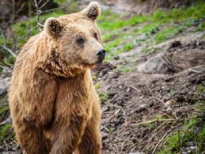 В поисках пищи убивает скот: под Ивано-Франковском голодный медведь терроризирует местных жителей