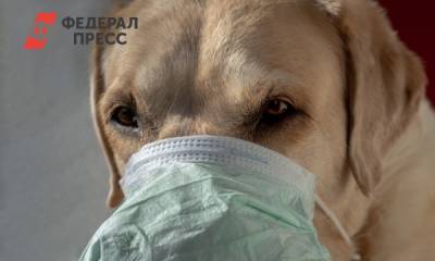 В России начали вакцинировать домашних животных: цена