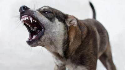 В Самаре местная жительница скончалась от укусов бродячих собак