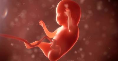 Момент творения: в лаборатории вырастили сердце человеческого эмбриона — видео