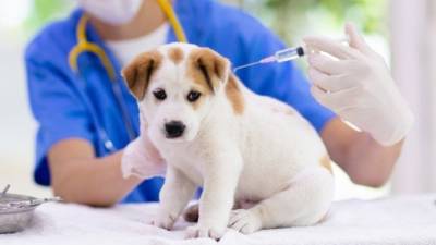 В регионах РФ стартовала вакцинация животных от COVID-19