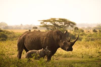 ТПУ примет участие в международном проекте по спасению носорогов в Африке