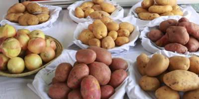 Картофель стал самым подорожавшим продуктом за год - finmarket.ru
