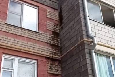 Облепивший стену жилого дома рой пчел напугал белгородцев