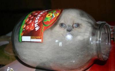 “Жидкие терминаторы”: Кошки доказывают, что могут “просочиться” в любое пространство