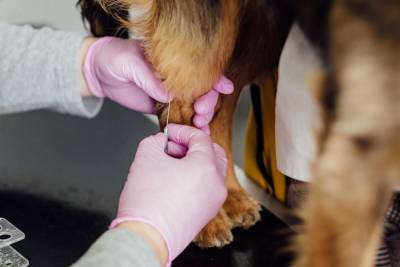 Россияне могут вакцинировать домашних животных от коронавируса