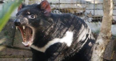 Уникальные малыши: в Австралии впервые за почти 3 тысячи лет родились детеныши тасманского дьявола