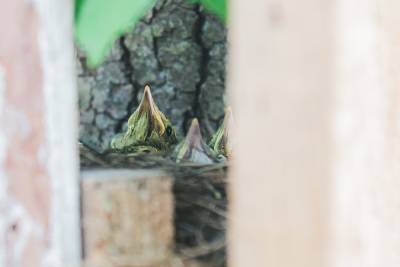 Гнездо с птенцами дроздов нашли в необычном месте в нижегородском парке «Швейцария»