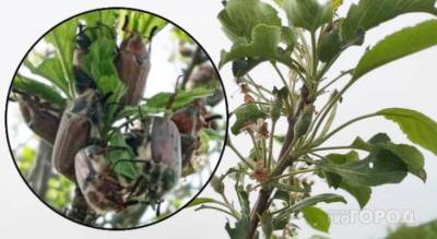 В Мариинском Посаде майские жуки обгладывают деревья подчистую: “Яблок в этом году тоже не будет”