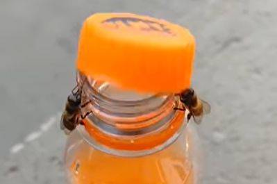 Видео дня: Пчелы открутили крышку бутылки, чтобы добраться до напитка