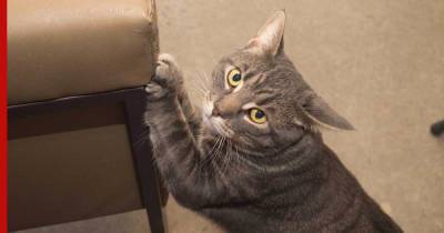 Никаких когтей: как отучить кошку драть мебель
