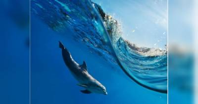 Жіноча білизна буває небезпечною: у Бразилії стрінги вбили дельфіна