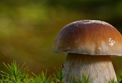 Ленобласть оказалась второй по количеству грибных мест в России