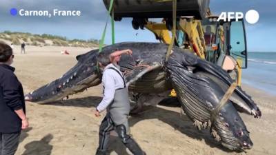 Марсель - На юге Франции нашли не водящегося в Средиземном море горбатого кита - piter.tv - Франция