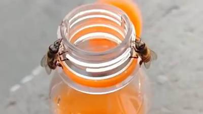 Видео из Сети. Видео: две пчелы откручивают крышку, чтобы добраться до сладкой газировки