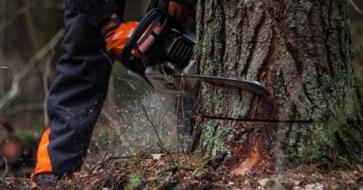 В Правдинском районе незаконно вырубили деревья на миллион рублей