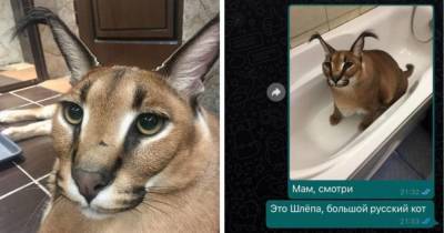 Мама, это Шлёпа, большой русский кот: как каракал стал героем соцсетей и почему его фото шлют родственникам