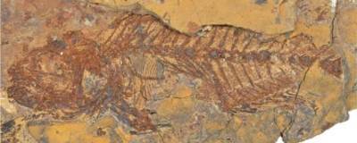 В Египте ученые нашли окаменелости рыб, живших в экстремально горячих морях