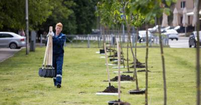 В Калининграде на улице Куйбышева высадили 48 деревьев - klops.ru - Калининград